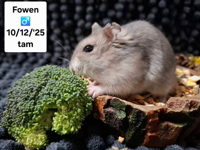 Fowen is savonds niet meer wakker geworden