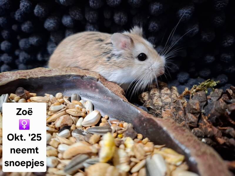Zoë is niet meer wakker geworden