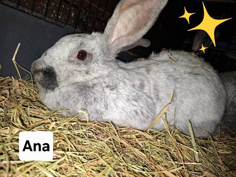 Ana is gevonden met vreselijke podermatitis. Deze was zo ernstig dat haar voetje gewoon in 2 brak. Hierdoor hebben we beslist om haar vredig te laten inslapen. 