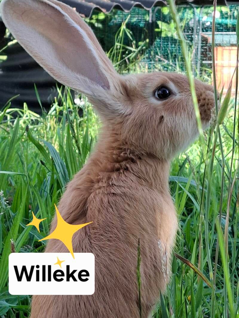 Euthanasie omwille van genetische problemen met de botten.