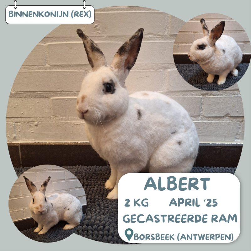 Albert