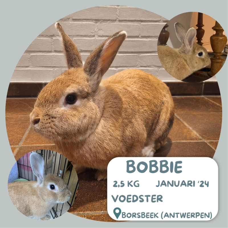 Bobbie