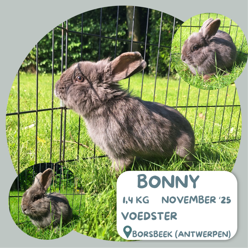 Bonny