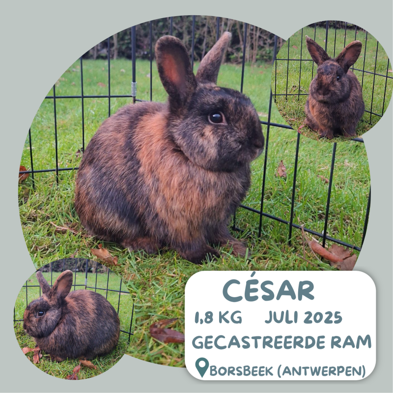 César