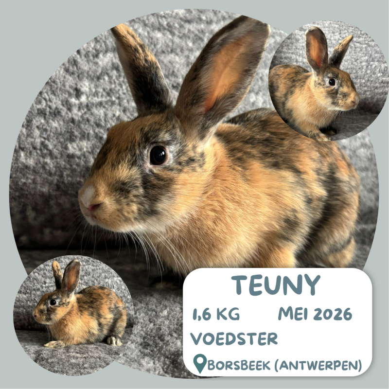 Teuny