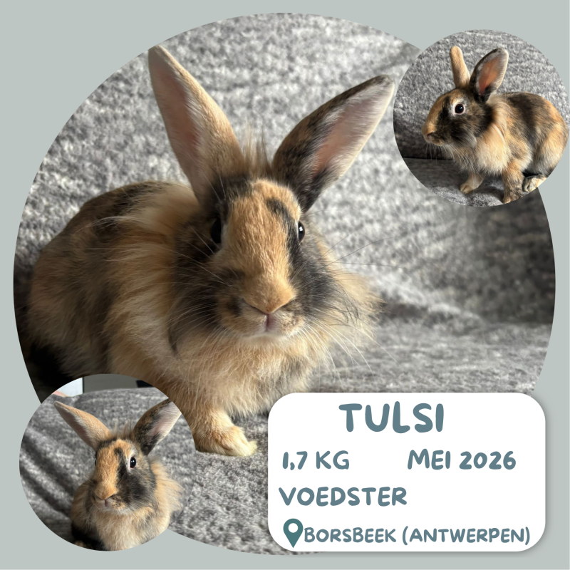 Tulsi
