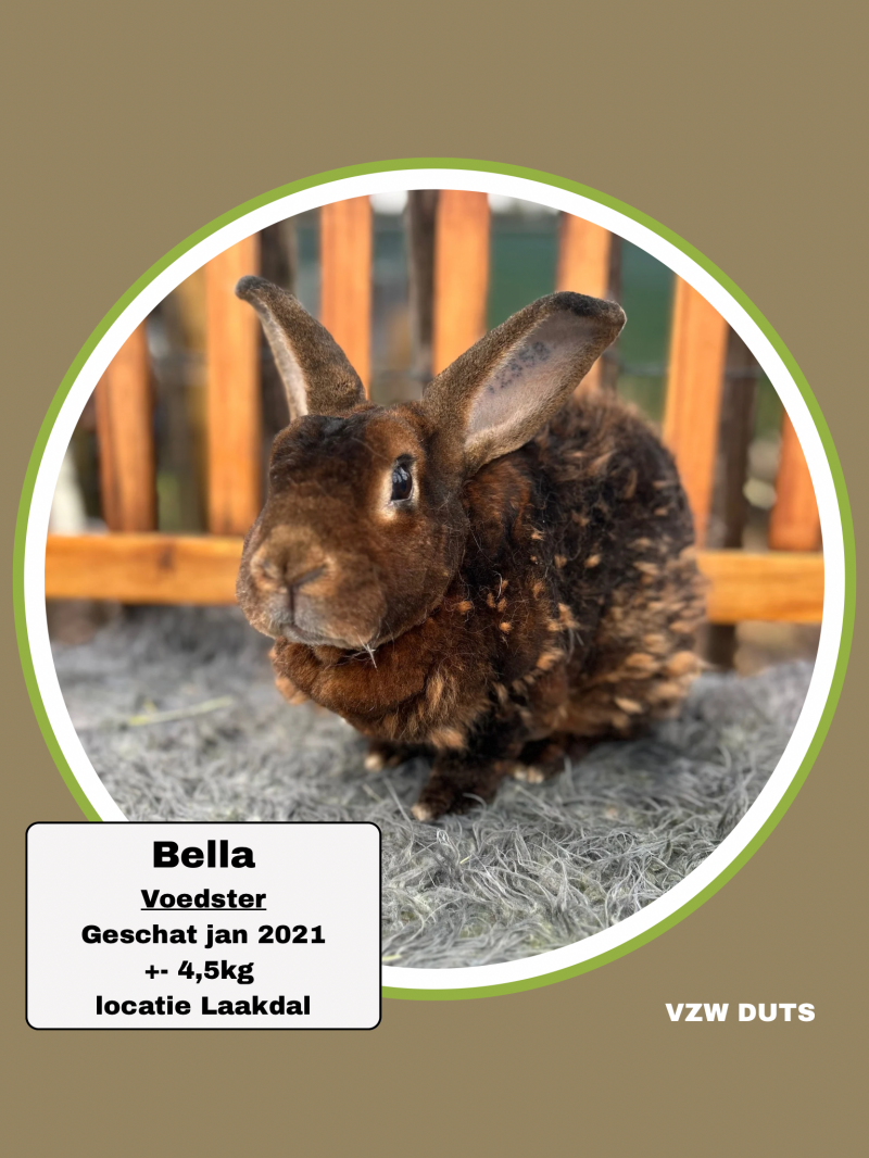 Bella werd uit een huis gehaald waar minstens 25 konijnen zaten in bakjes en kleine benches. Bella zou al zo’n 5 jaar oud geweest zijn (grootrex) en had stevig snot en artrose. Helaas is ze plotseling nog overleden toen ze beter geworden was. ✨
