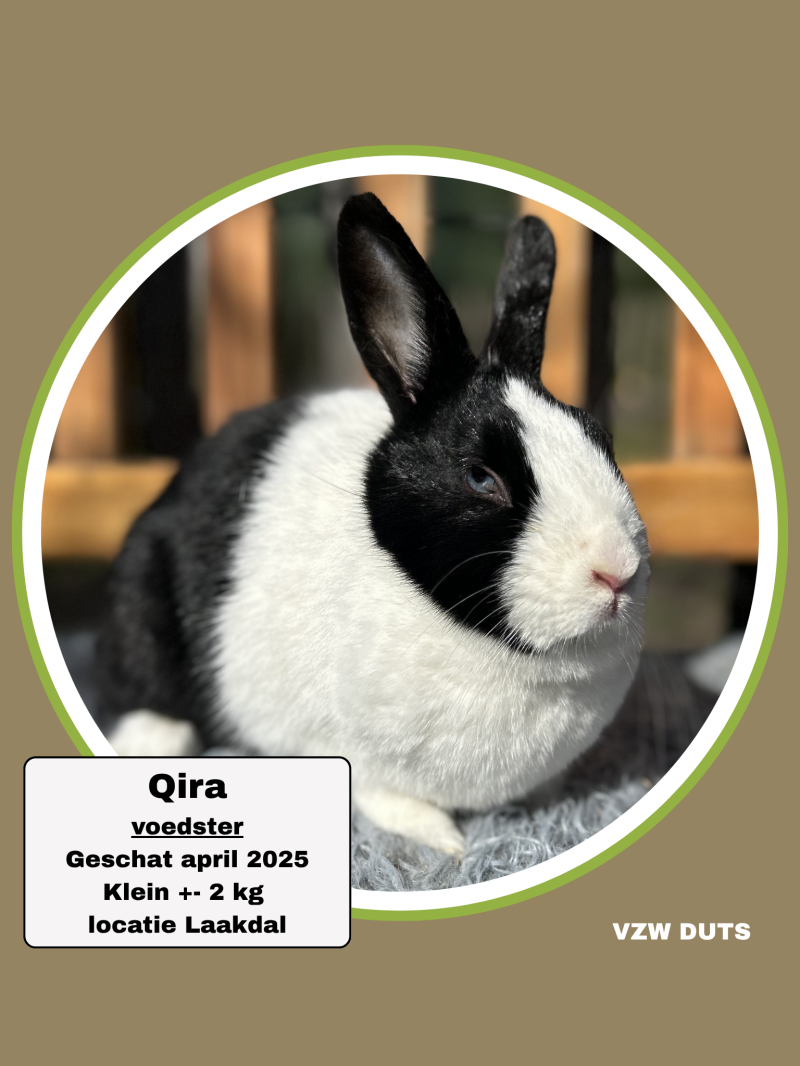 cookie-klein-2kg-standard-qqrjez.png
