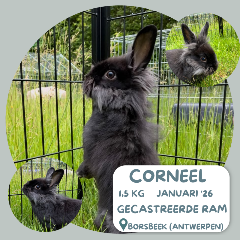 Corneel