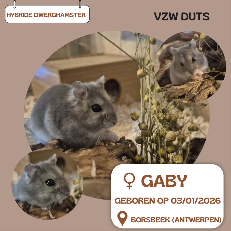 gaby-standard-3z4q69.png