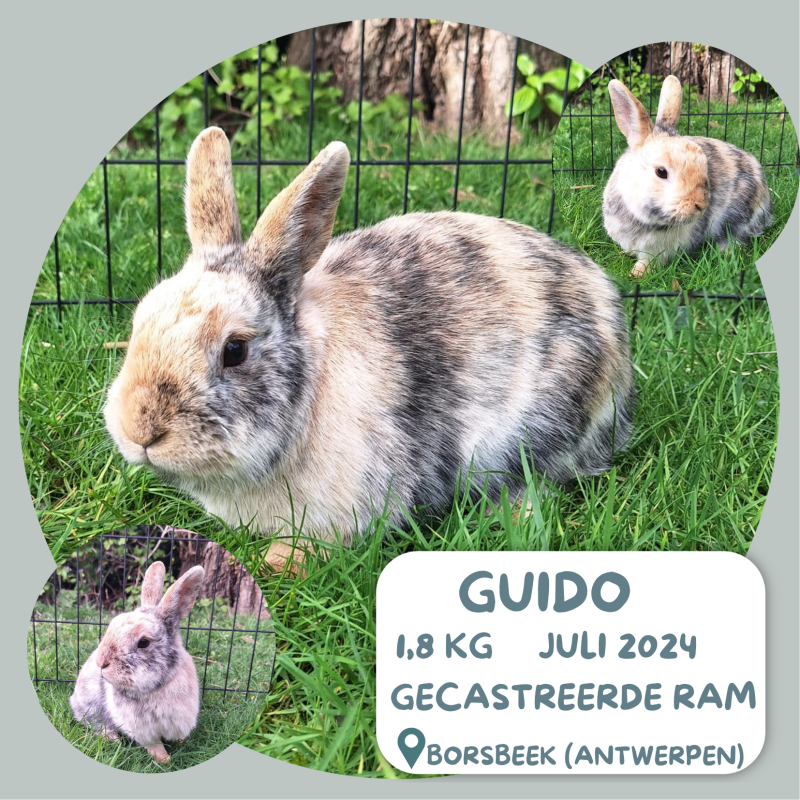 Guido