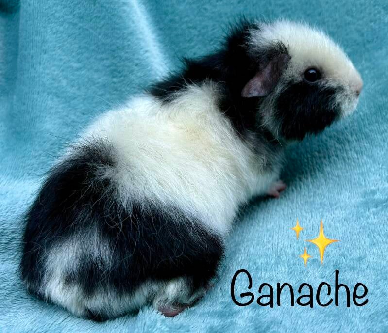 Ganache haar satijngen heeft helaas veel te snel toegeslagen. Ze is onverwachts overleden. ✨