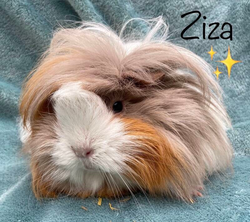 Ziza haar leeftijd was niet gekend en werd zichtbaar oud. Ze takelde zienderogend af en werd vredig ingeslapen. ✨