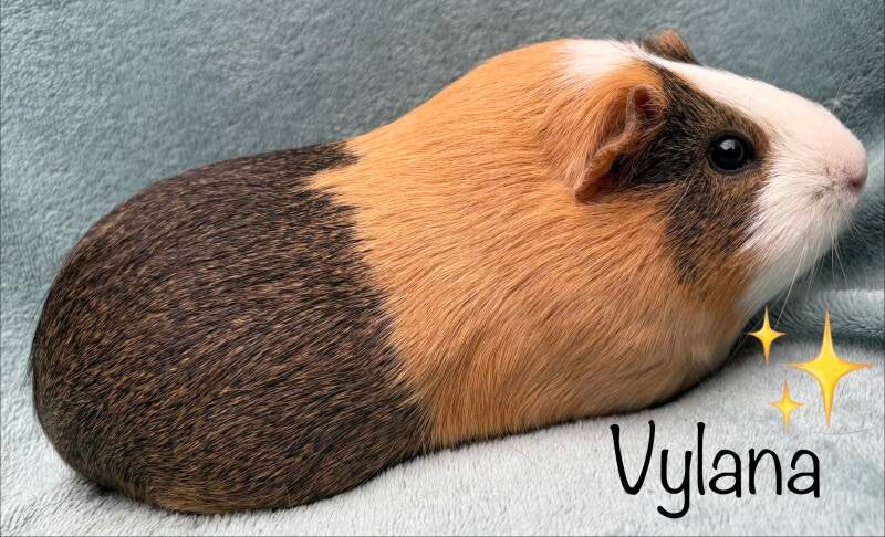 Vylana overleed jammer genoeg in haar slaap. ✨