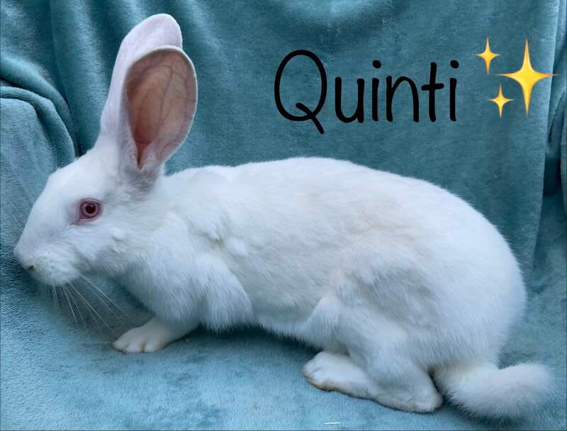 Quinti is na een ingreep aan haar tandjes bij de dierenarts overleden. ✨
