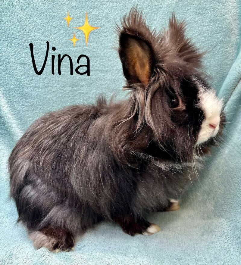 Vina stopte regelmatig met eten. Na enkele keren stilvallen bleek ze bloedarmoede te hebben. Ze werd rustig ingeslapen. ✨