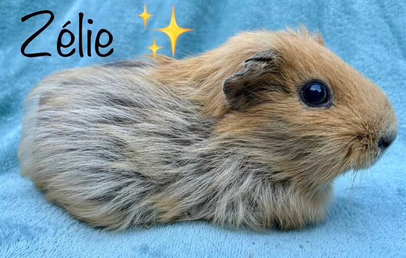 Lieve Zélie was zeker 9 jaar oud en is van ouderdom overleden. ✨