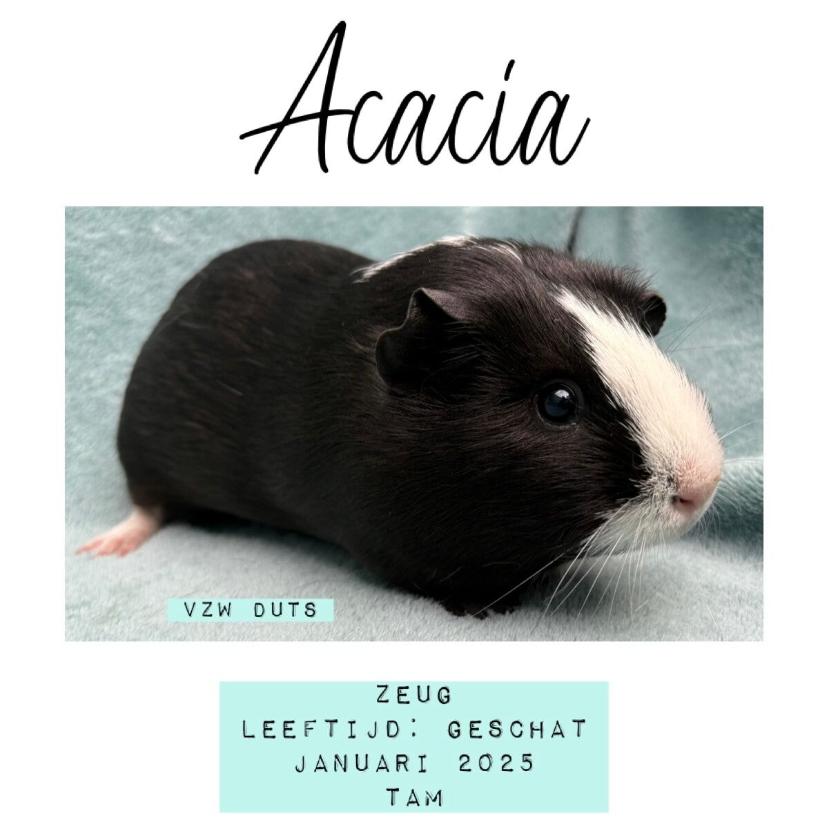 Leeft momenteel nog binnen, kan pas vanaf half mei naar buiten