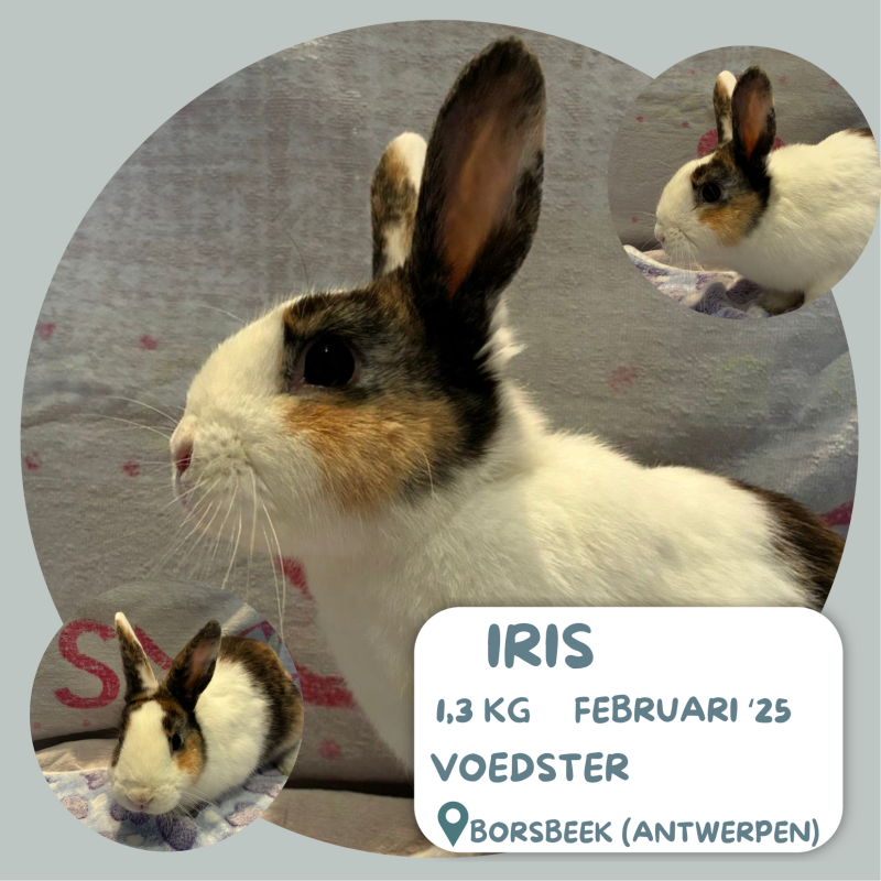Iris