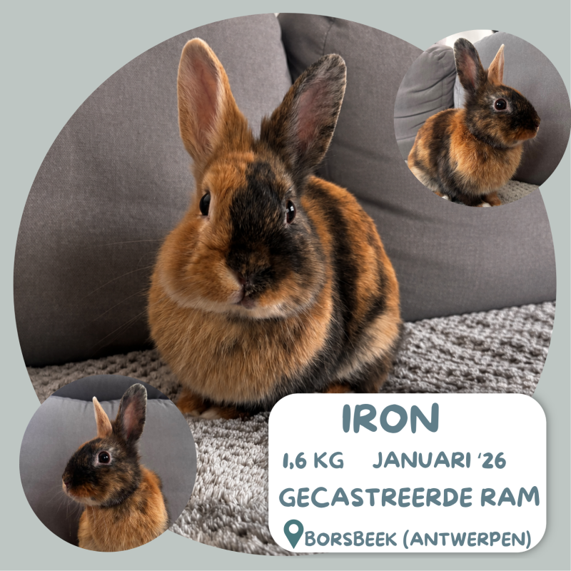 Iron