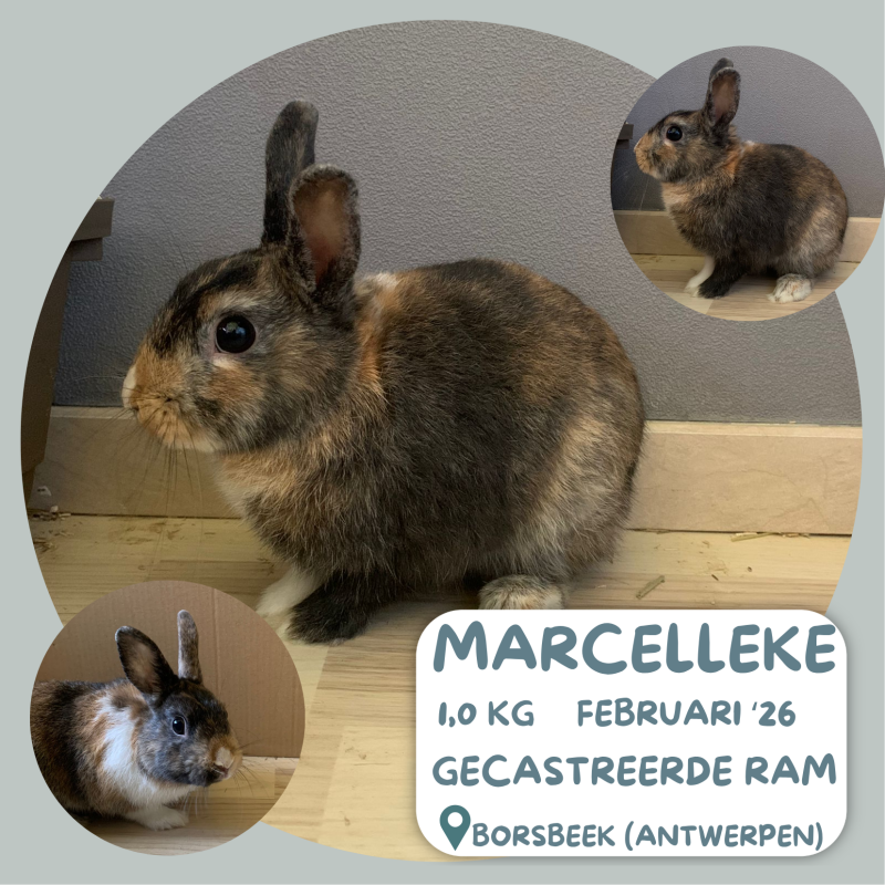 Marcellek