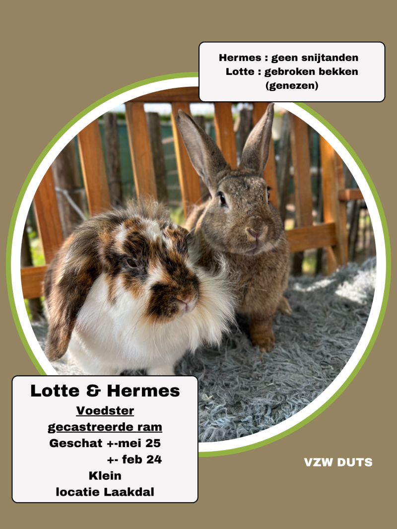 vzw-duts-laakdal-standard-m1ec75.png