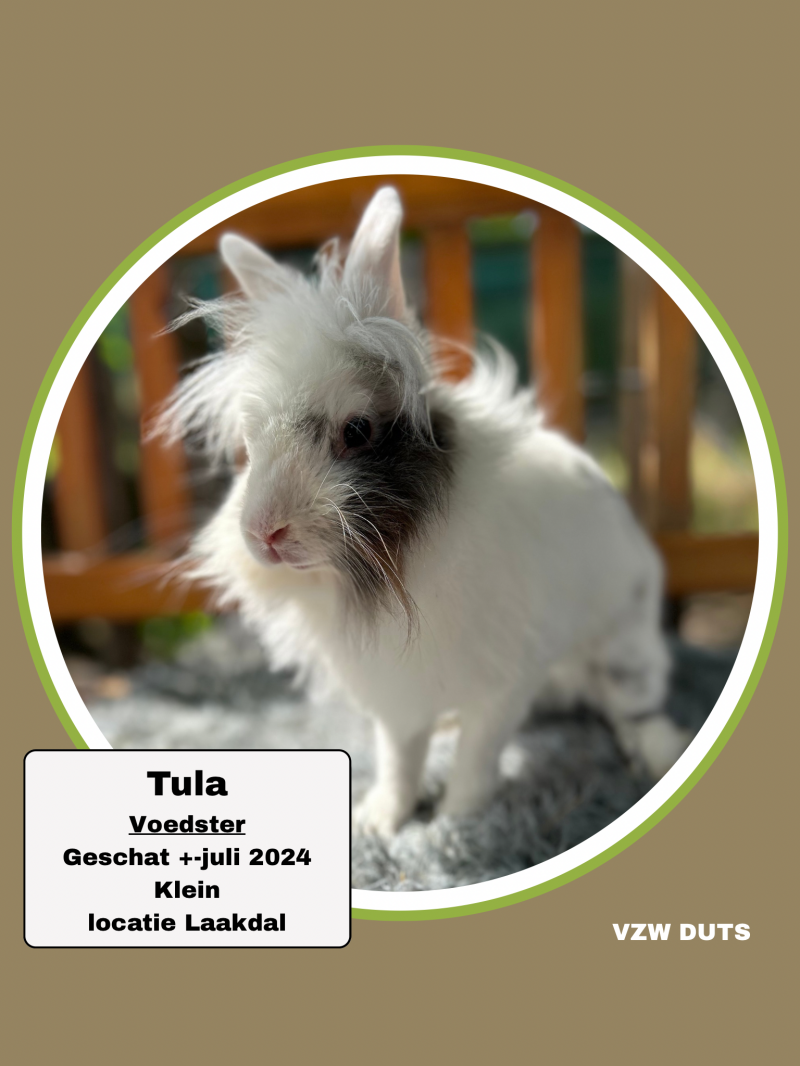 vzw-duts-laakdal-standard-q72881.png