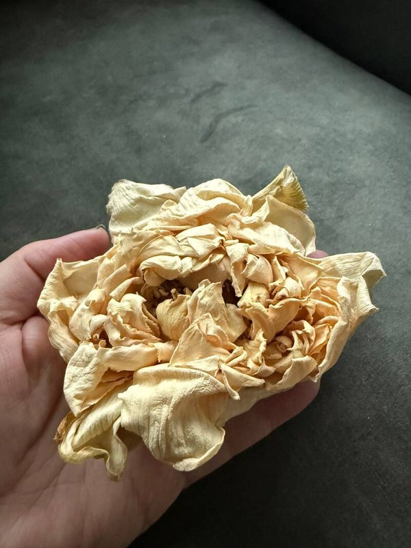 Witte Lotus Bloemen  (Nelumbo nucifera)