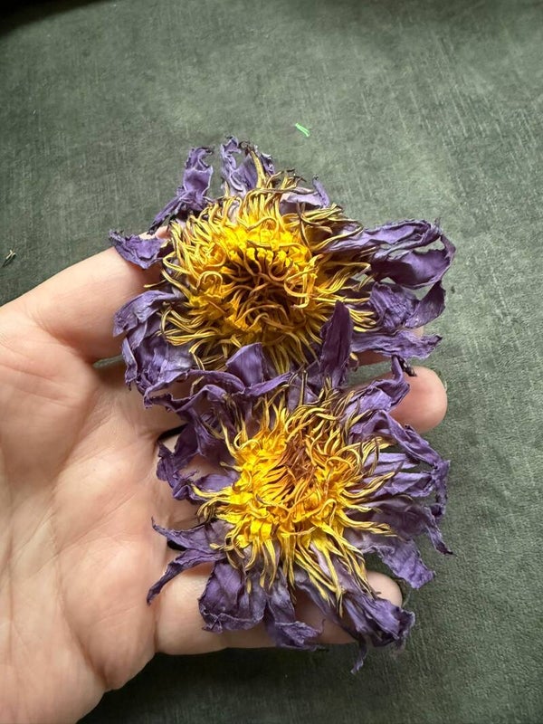 Blauwe Lotus Bloemen (Nymphaea caerulea)