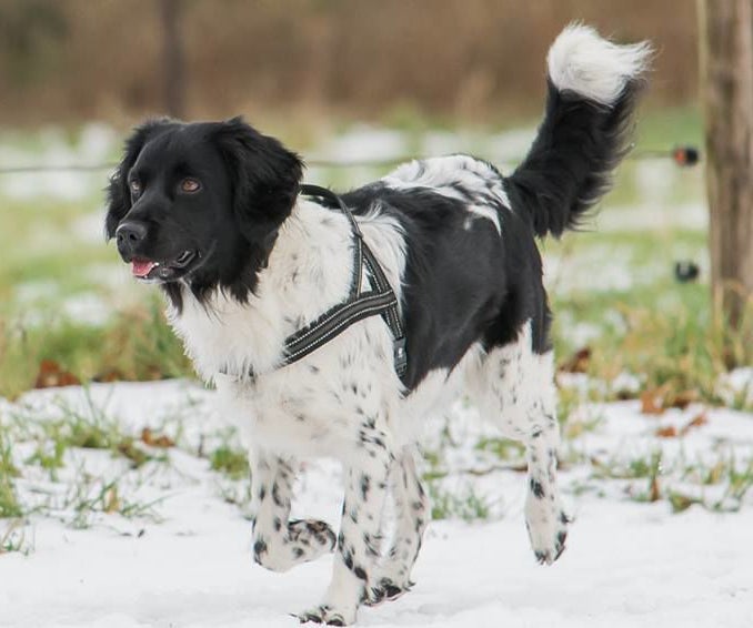 De Friese Stabij. Fandeparrehof De Friese Stabij. Fandeparrehof