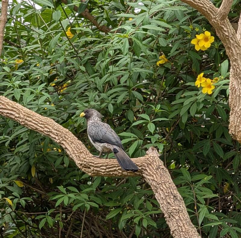 Grijze Bananeneter.jpg