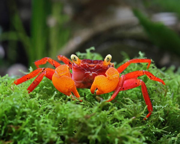 Geosesarma  sp.vampire orange