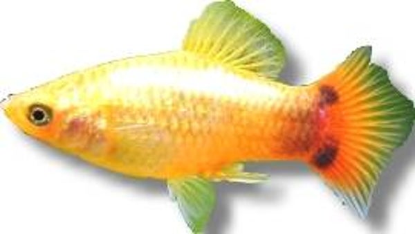 Xiphophorus maculatus mickey mouse Platy