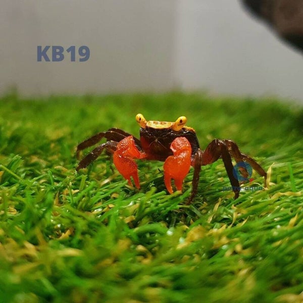 Geosesarma / sp. Golden eye Golden eye crab