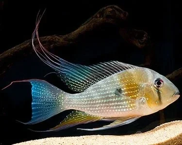 Acarichthys heckeli