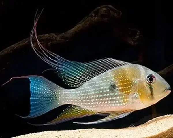 Acarichthys heckeli