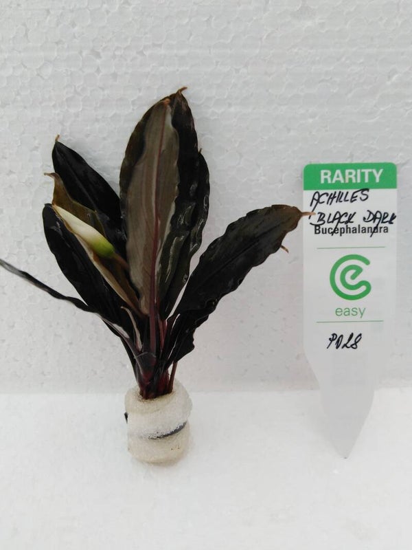 Bucephalandra / Achilles black dark