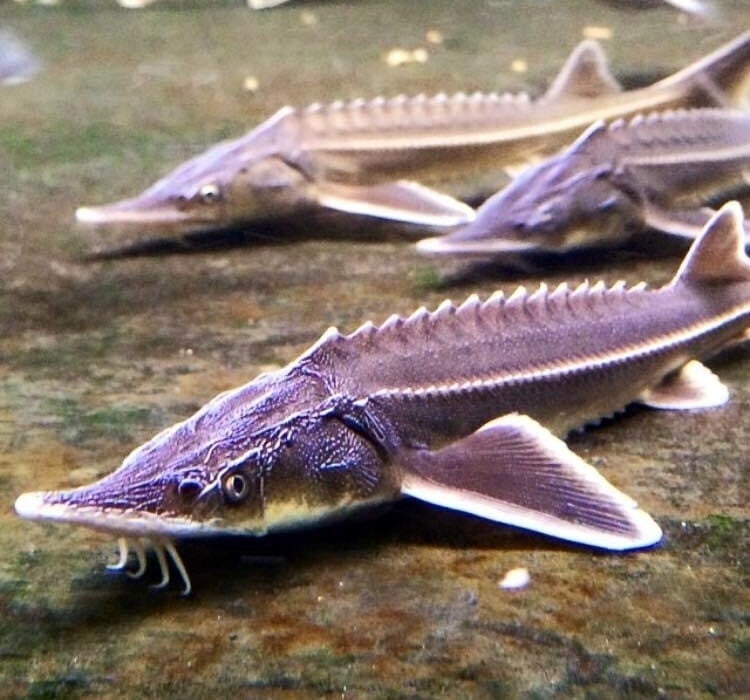 Acipenser ruthenus Sterlet sturgeon
