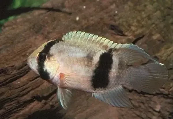 Aequidens maroni