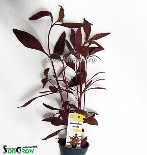 Alternanthera sessilis