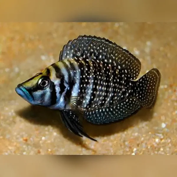 Altolamprologus calvus black