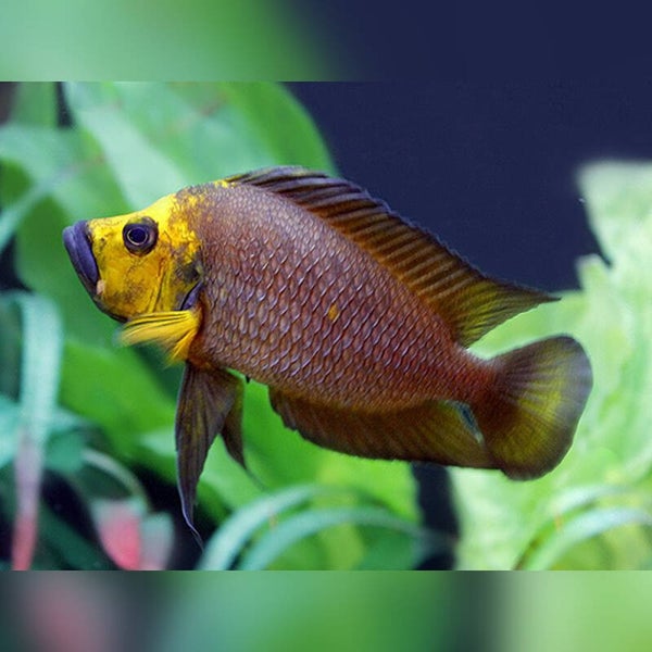 Altolamprologus  compressiceps gold head kantalamba