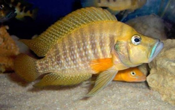 Altolamprologus compressiceps gombe