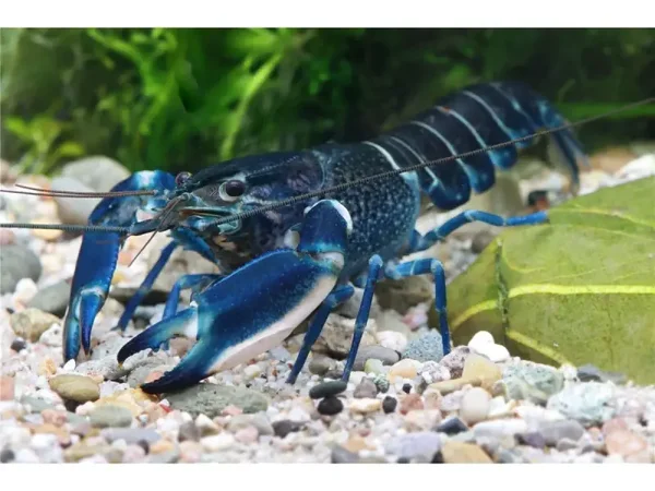 Amenthyst Blauwe Kreeft - Cherax Sp.