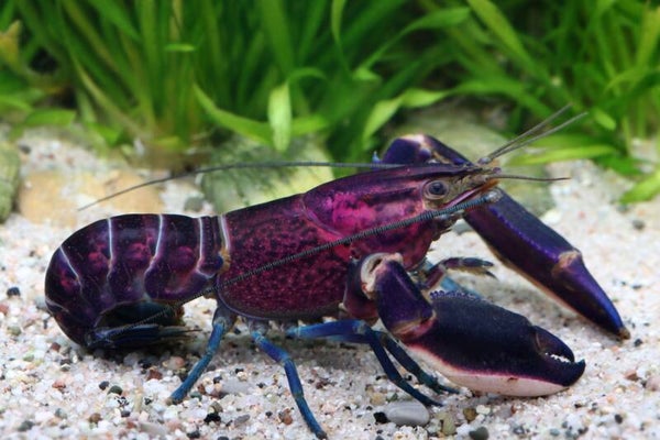 Amenthyst Blauwe Paarse Kreeft - Cherax Sp.