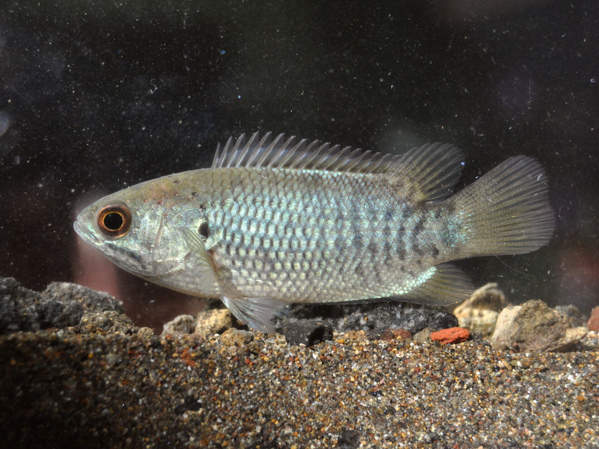 Anabas / testudineus