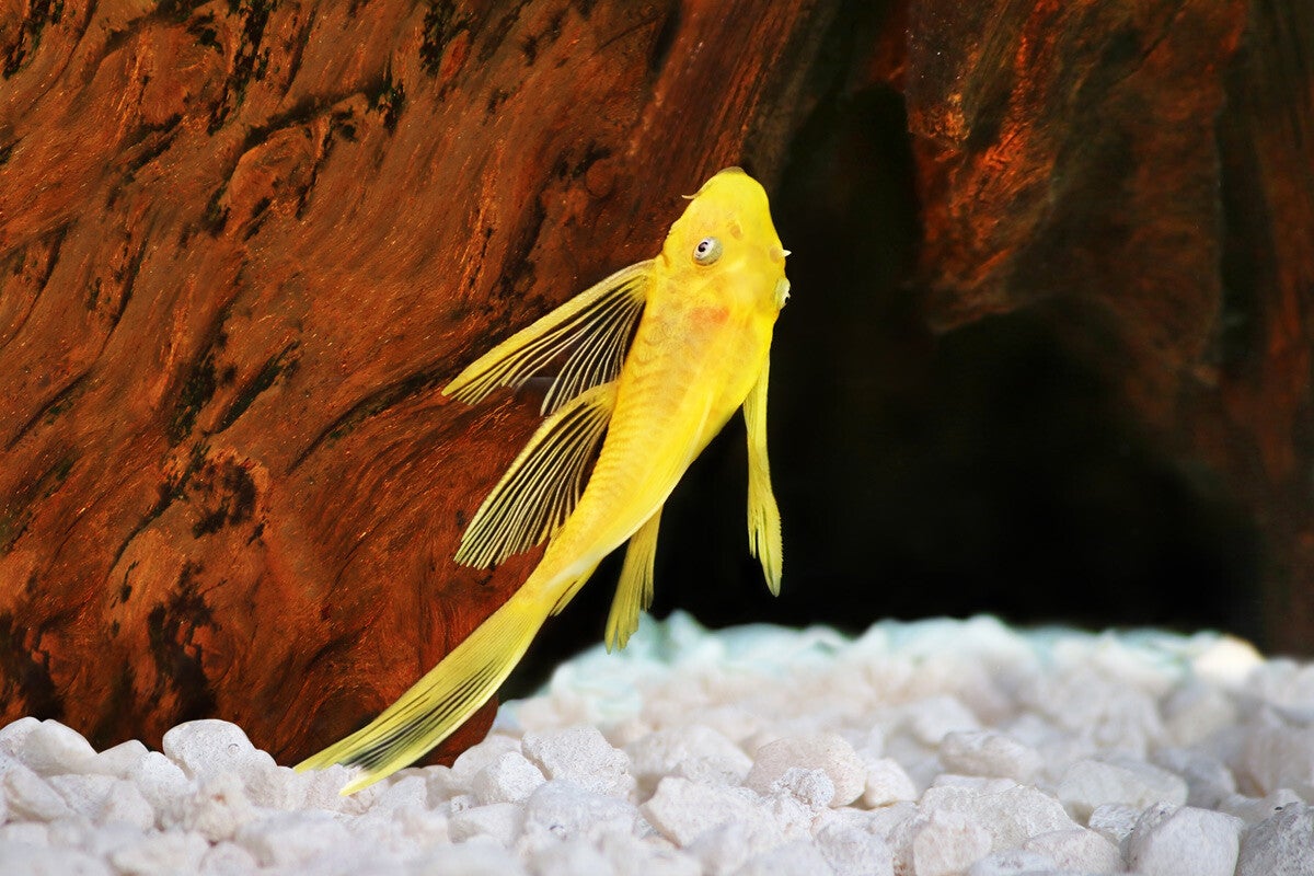 Ancistrus sp.Gold long fin