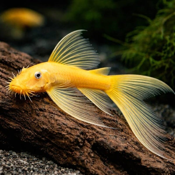 Ancistrus lemon long fin l144 blue eye