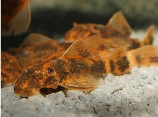 Ancistrus Red/Brown LDA 16