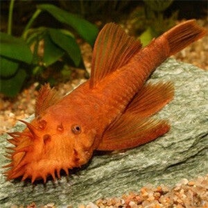 Ancistrus sp.Super Red